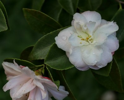 Miniature Camellia