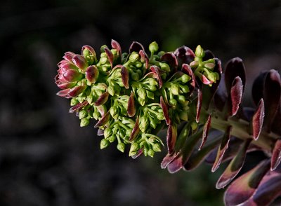 Aeonium hybrid Zwartkop in flower
