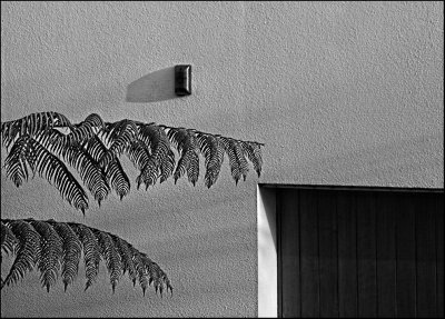 Fern Fronds overhanging a driveway - #13