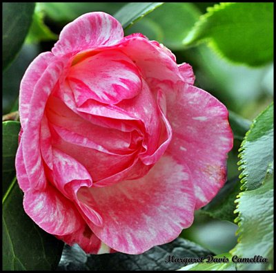 Camellia - Margaret Davis