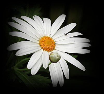 Marguerite Daisy and Bud