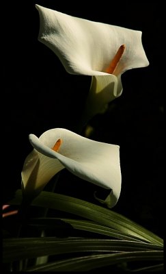 White or common Arum Lily