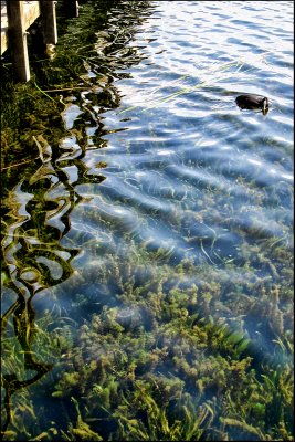 Lake Pupuke Reflections