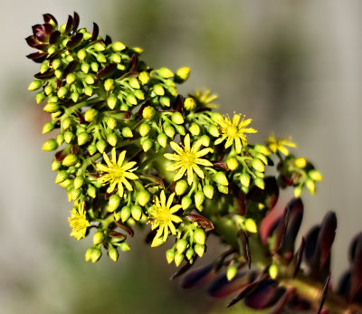 Aeonium hybrid Zwartkop.