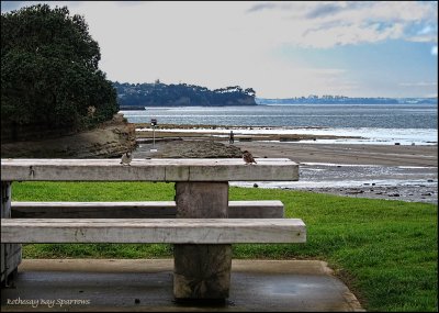 Rothesay Bay Sparrows