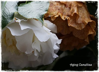 Aging Camellias