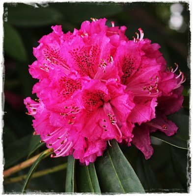 The neighbour's Rhododendrum