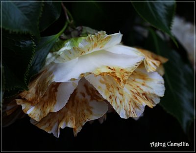 Aging Camellia