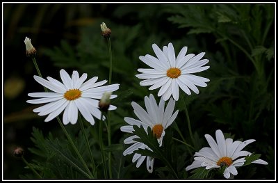 Marguerite Daisies