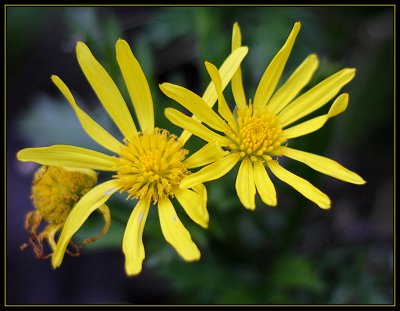 Brilliant Daisies