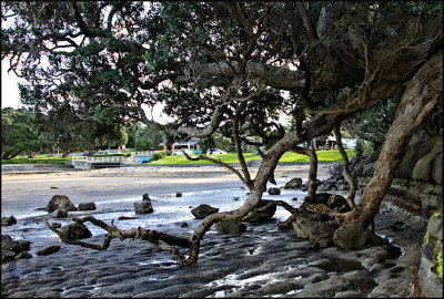 Pohutukawa Tree - Metrosideros excelsa