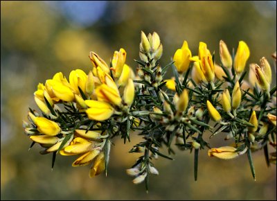 Gorse - a BIG pest in New Zealand