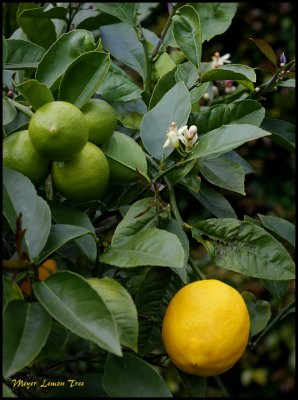 The best lemon tree in New Zealand