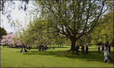 Cherry Blossom picnics