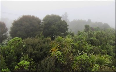 A Rare Foggy Day