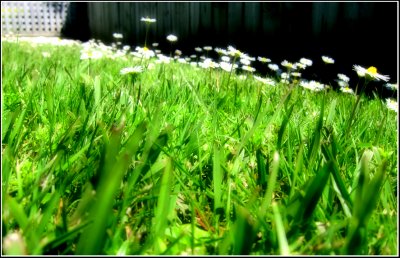 The Daisies are taking over . . .