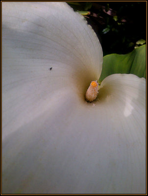 Arum Lily