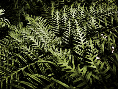 Ferns in my garden