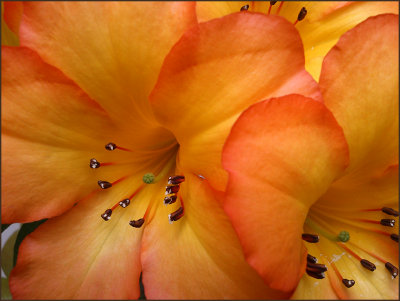 The Vireyas are flowering again