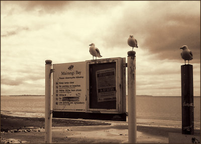 Seagulls on Duty