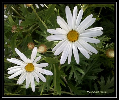 Marguerite Daisies
