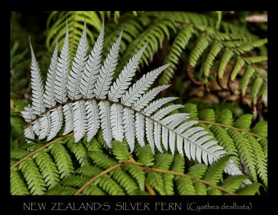 New Zealand's Silver Fern (Cyathea dealbata)