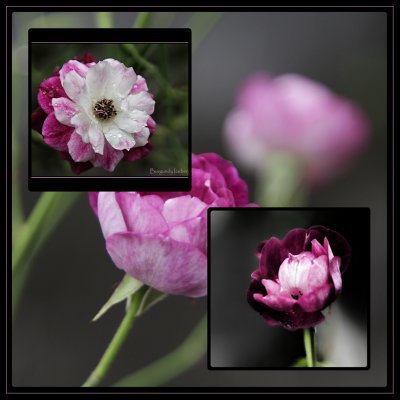 Burgundy Iceberg Rose