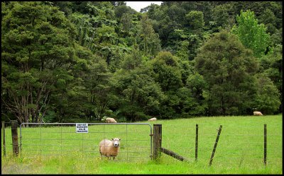 Keep out - it's my paddock