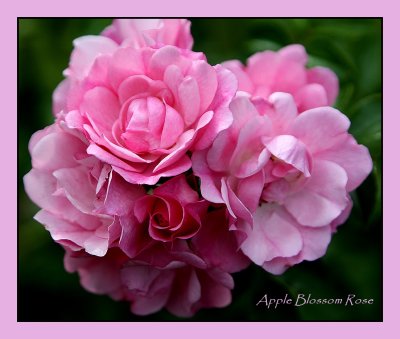 Apple Blossom Rose