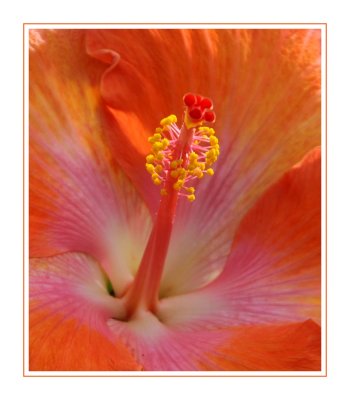 My first Hibiscus of the season