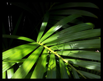 Young Kentia Palm Frond