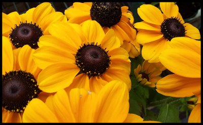 Rudbeckia - Toto Gold