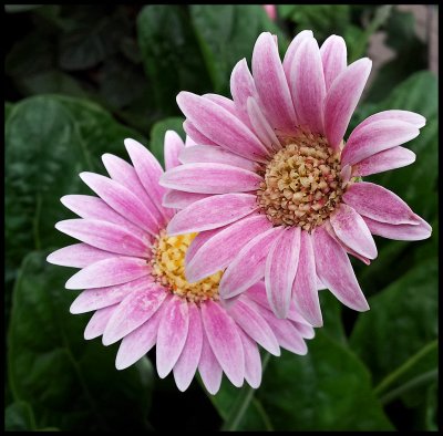 Maybe a type of Gerbera