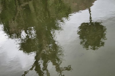 Reflections in the Fish Pond