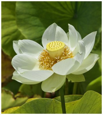 Stunning Lotus Flower