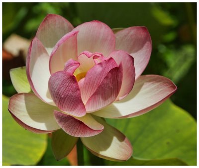 Windblown Lotus