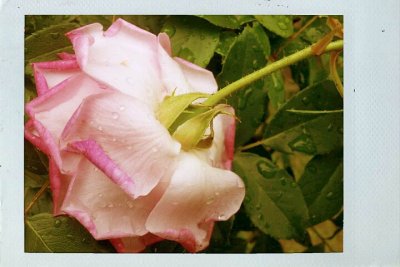 Rose after the rain
