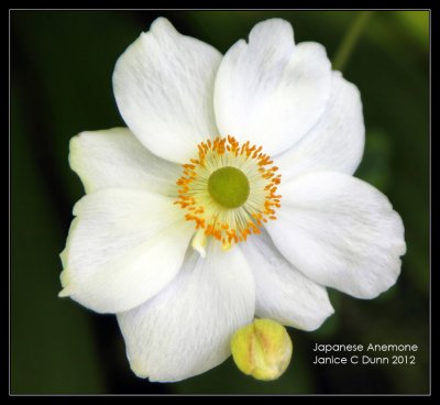 Japanese Anemone