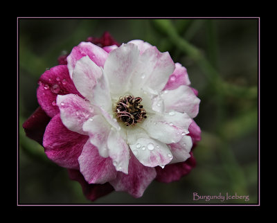 Burgundy Iceberg Roses