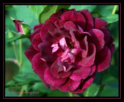 Burgundy Iceberg Roses