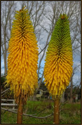 Yellow Red Hot Pokers