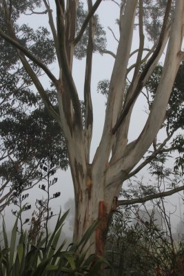 Seddon Field / Jaggers Bush