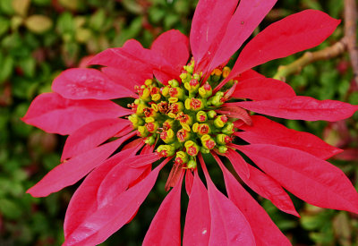 Poinsettia