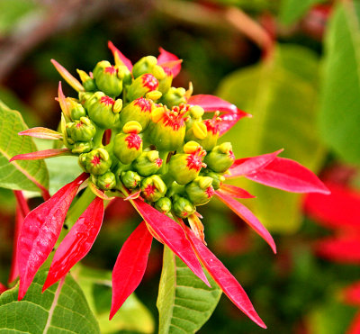 Poinsettia