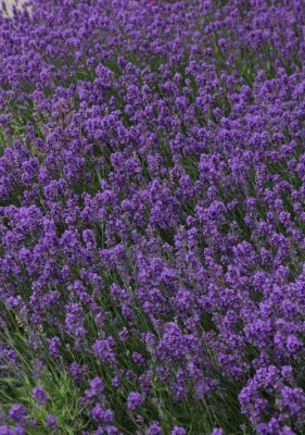 Lovely lavender