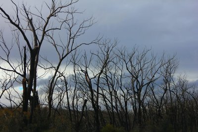Green Trees burnt down in Melbourne