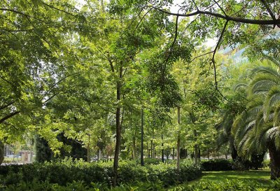 Green, green trees in hot, hot Valencia, Spain