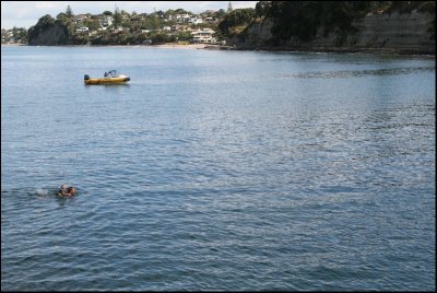 See how far they have to swim to Murrays Bay