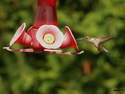 colibrie
