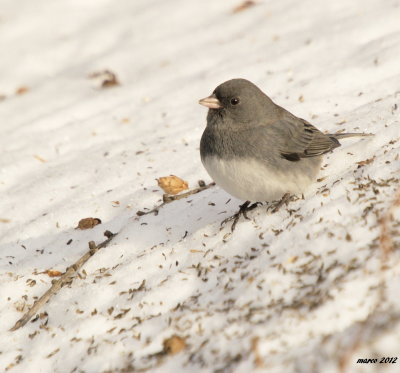 junco ardoise